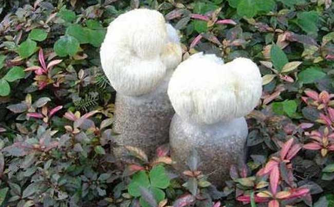草菇图片大全（三十一种常见的菌类蘑菇图片）