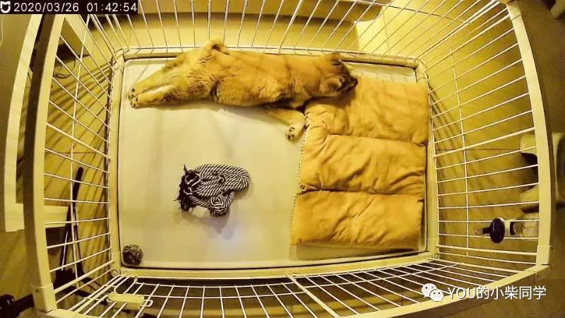 「训练篇」如何训练柴犬定点大小便