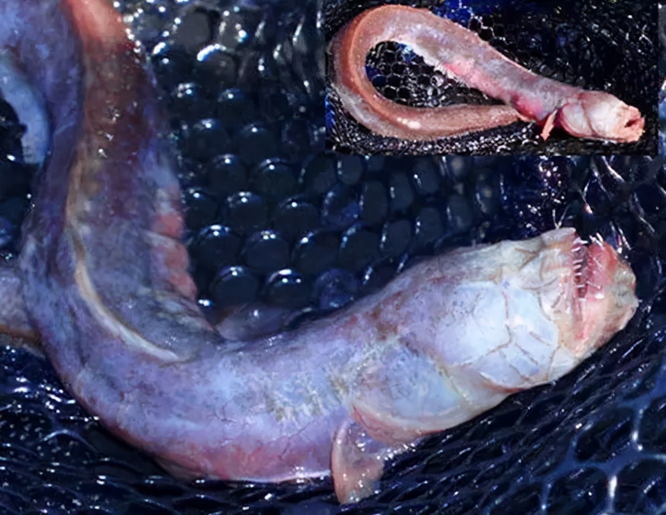 红狼牙鰕虎鱼图片图片
