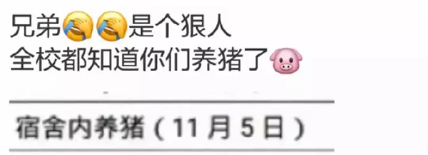 大学生在宿舍养猪被通报批评：因猪长太大被发现