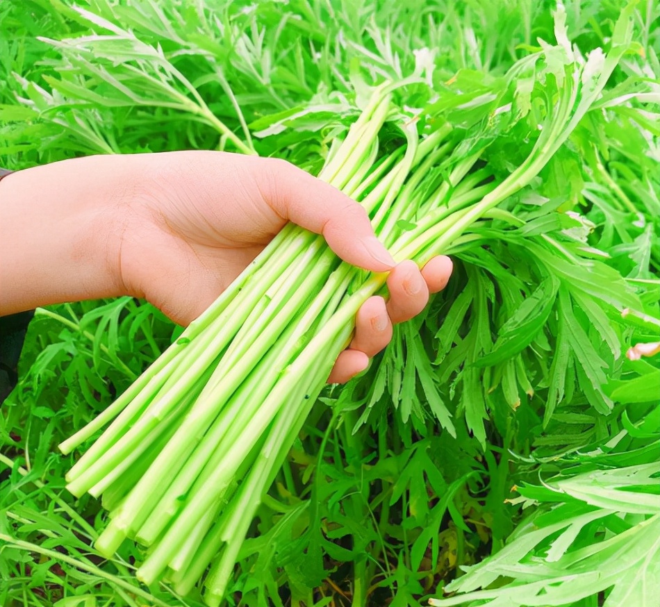 藜蒿:酷似"高富帅"版的艾草,河边常成片生长,反季节10元1斤