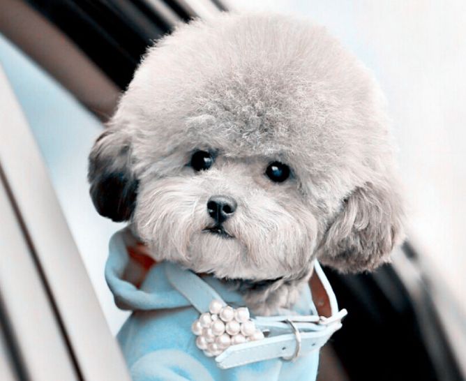 贵宾犬造型(百变之王——贵宾犬的不同造型,你最喜欢哪一种?