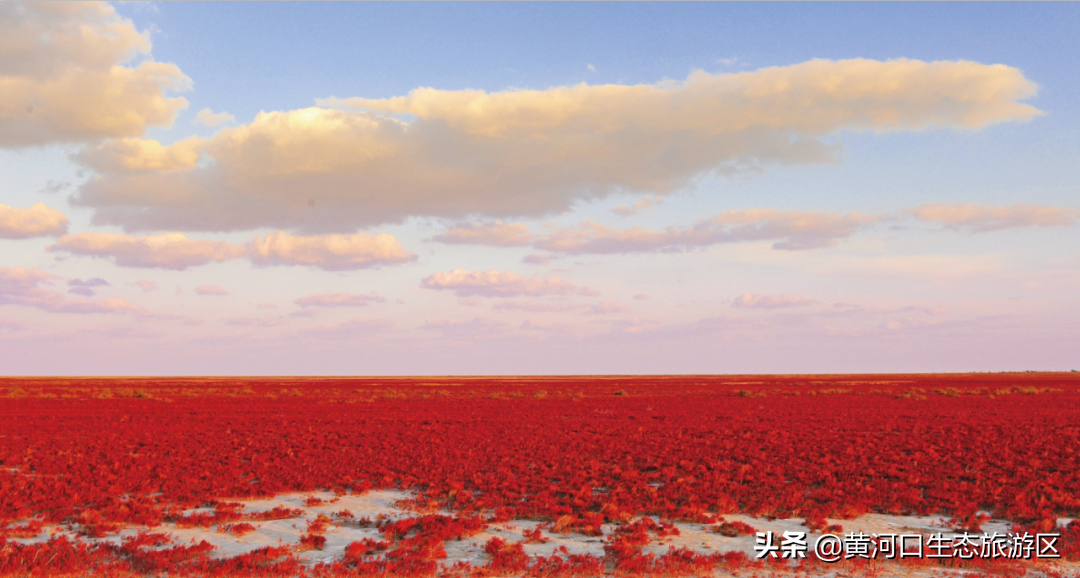 【黄河口生态旅游区】我已最美 欢迎回家