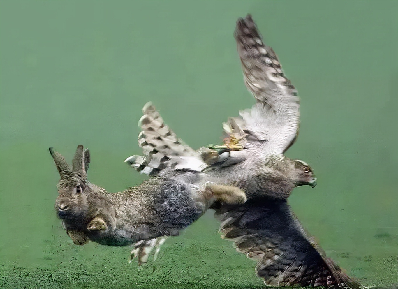 兔子和鹰谈判图片