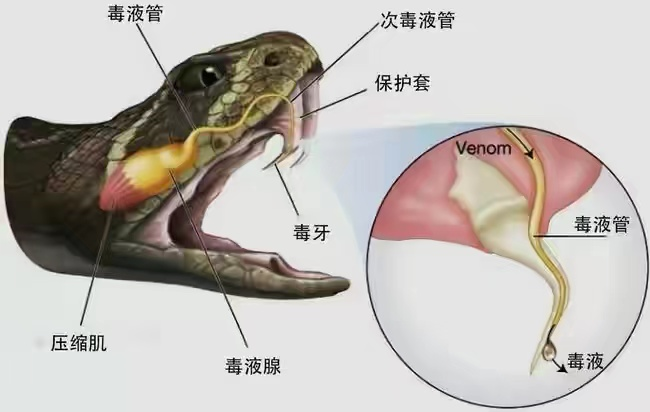 吓人！云南惊现3米“毒王”眼镜王蛇：手臂粗，为何遇到不能打？