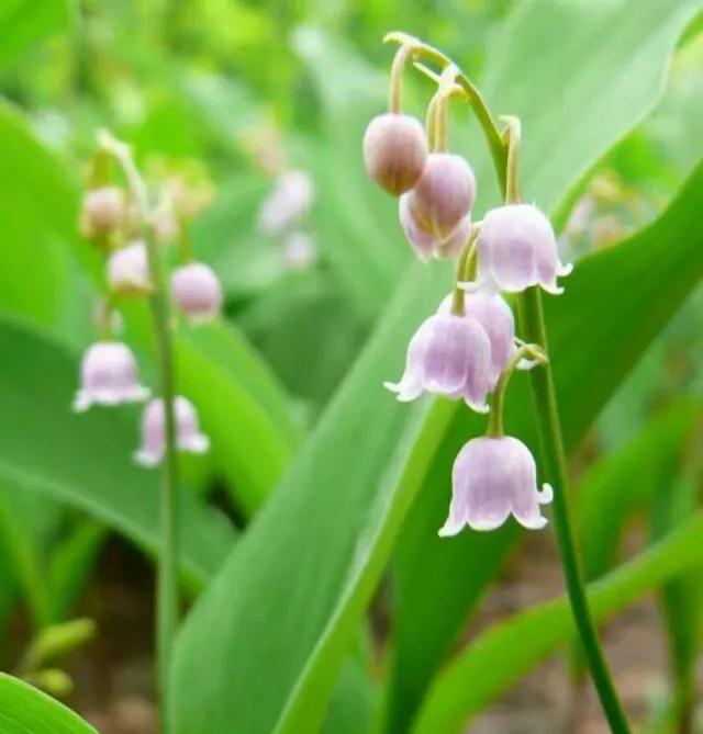 铃兰花开，深埋在回忆里的那缕芬芳