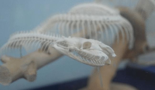 好危险！海南一民宅惊现剧毒银环蛇！毒性是眼镜王蛇的10倍