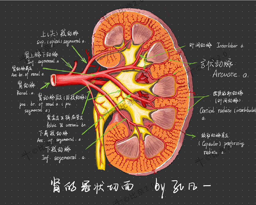 协和医学生手绘人体解剖图,堪比"艺术品",颇具美感!