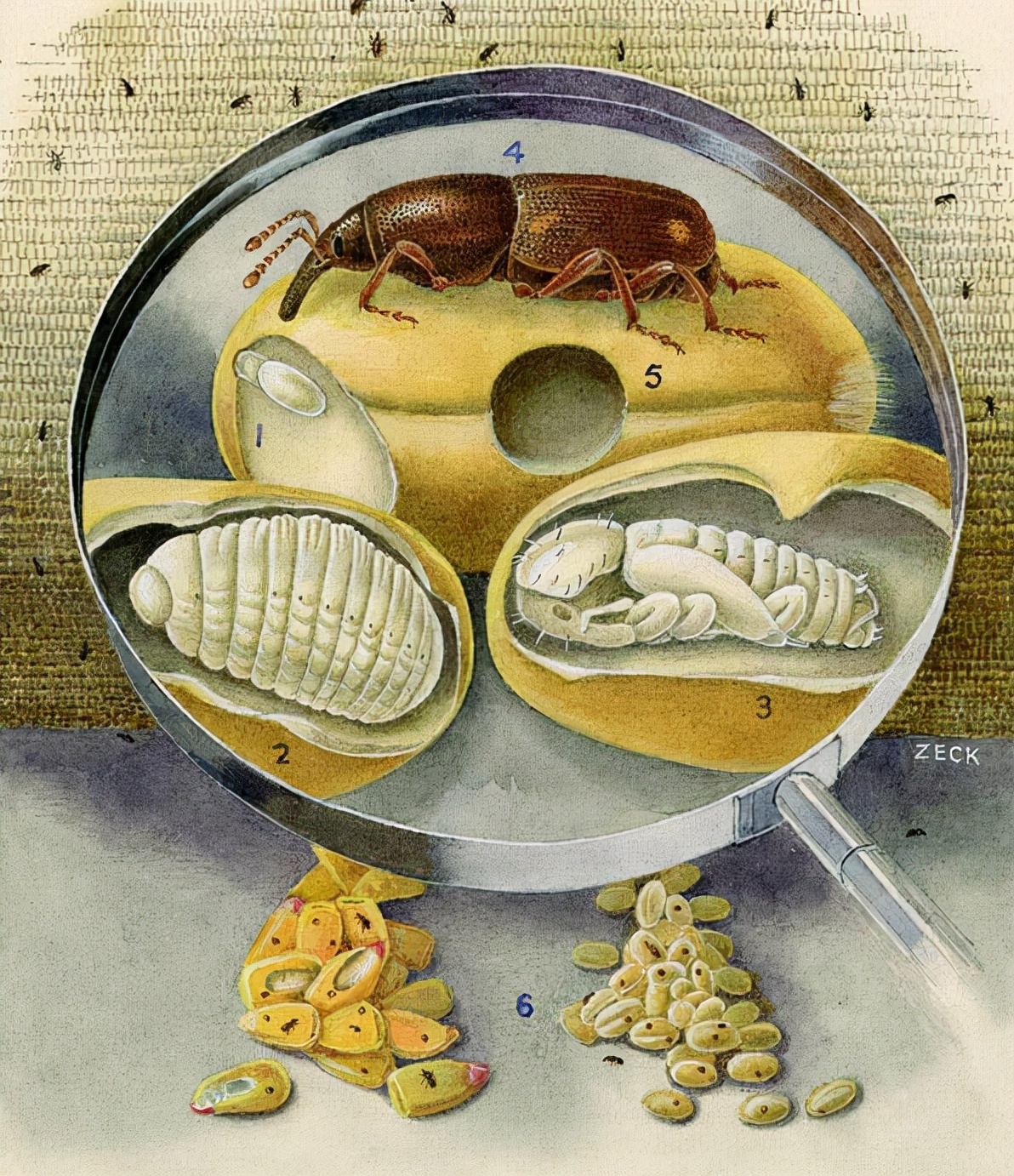 其实刚买的大米,已有它们的虫卵