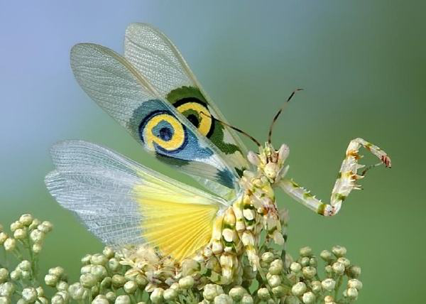 盘点数种昆虫们的奇特长相长相最奇怪的昆虫
