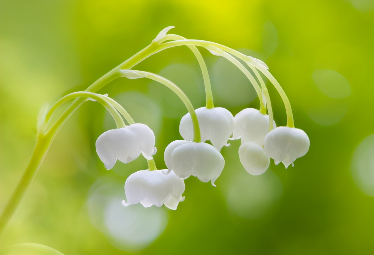 室内盆栽"风铃草",采光不足也能正常生长,花朵清香洁白惹人爱