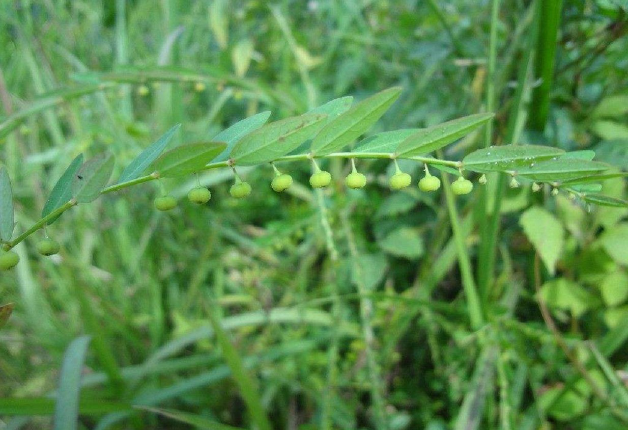 阴阳草(这种常见的野草名叫叶下珠，也叫“阴阳草”，晒干卖15块一斤)