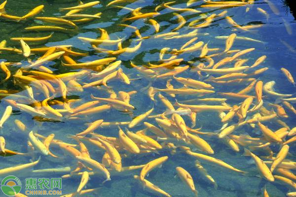 这种冷水鱼类，刺少肉多，全身为金黄色，市场养殖前景广阔