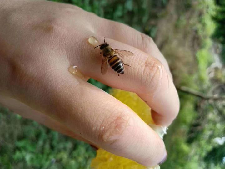 如果不小心被蜜蜂蛰了第一时间该怎么办呢？