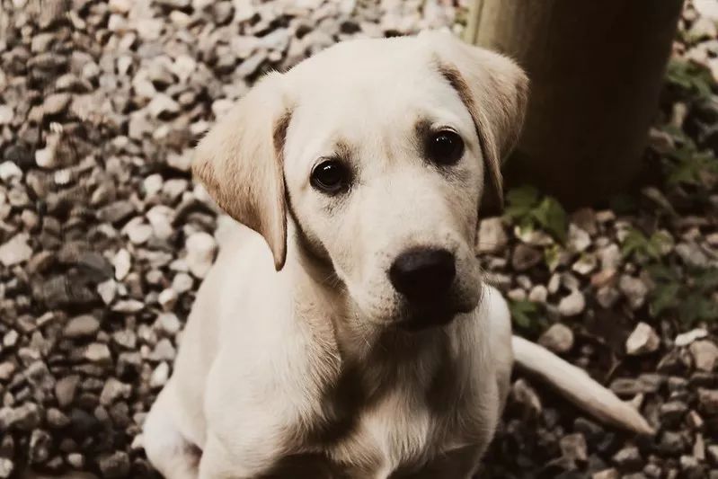 【科普：什么是犬瘟热？犬瘟热的预防及治疗】