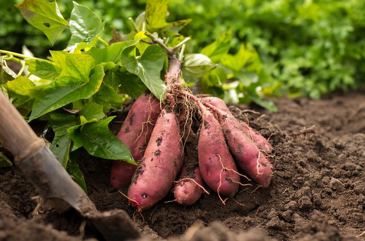 红薯对糖尿病患者到底是有利红薯对于糖尿病