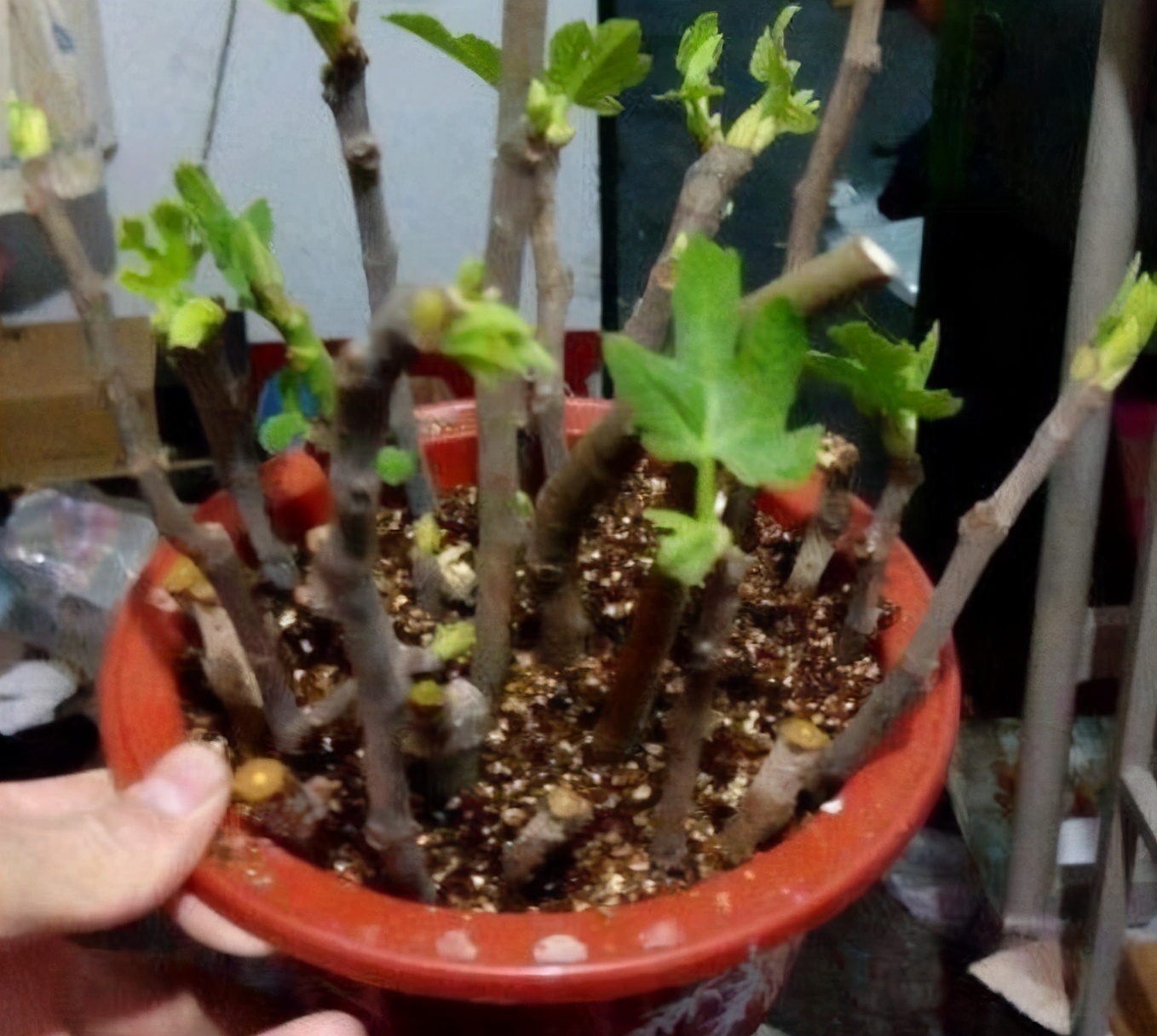 无花果最简单的插枝（冬季扦插无花果的4个注意事项）