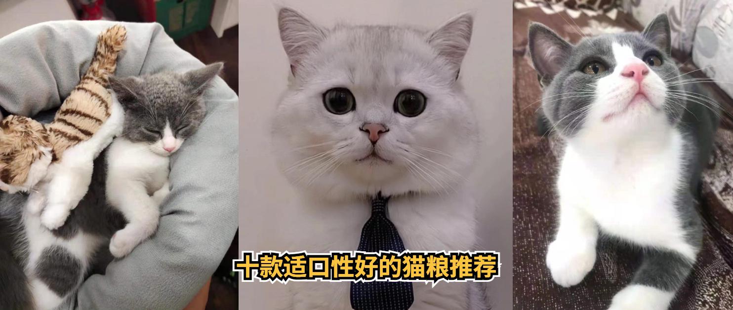 十大优质猫粮推荐：适口性排行榜与选购指南