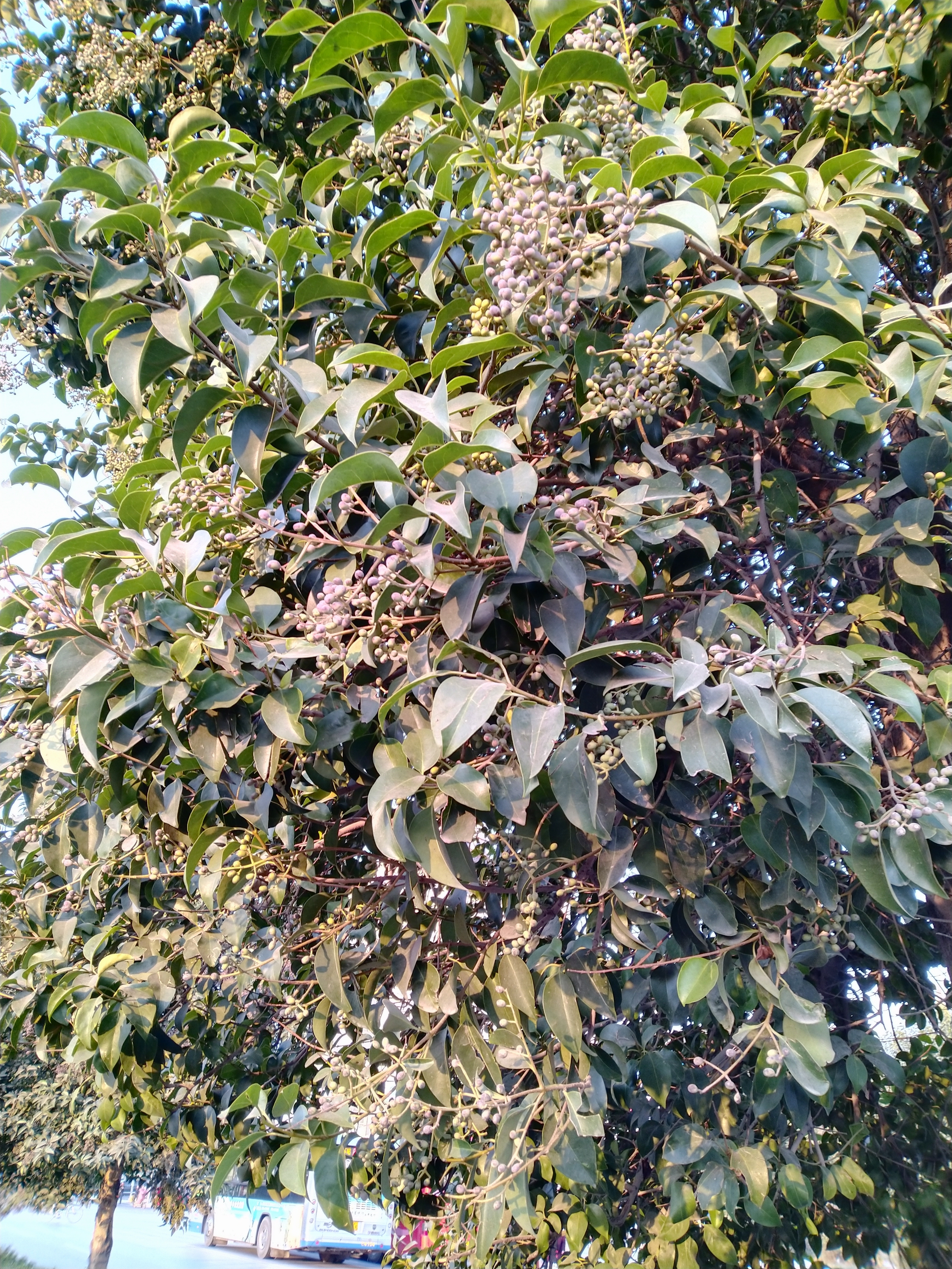 爆蚤的含义 _飞翔号