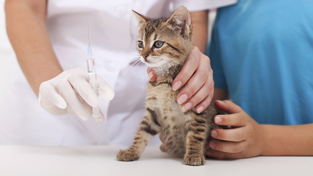小猫什么时候开始吃猫粮（幼猫的饲养注意事项）