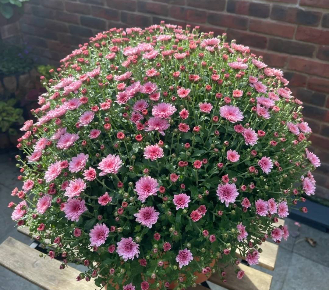 橙色千头菊怎么养需要注意什么记得收藏