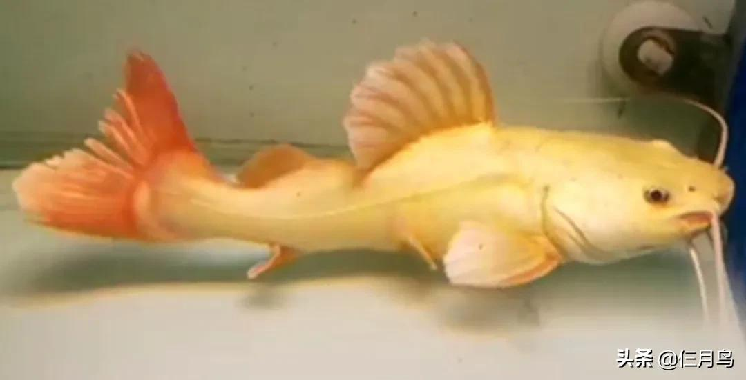 大型食肉觀賞魚 霸道而兇猛的英俊 你值得擁有 天天看點