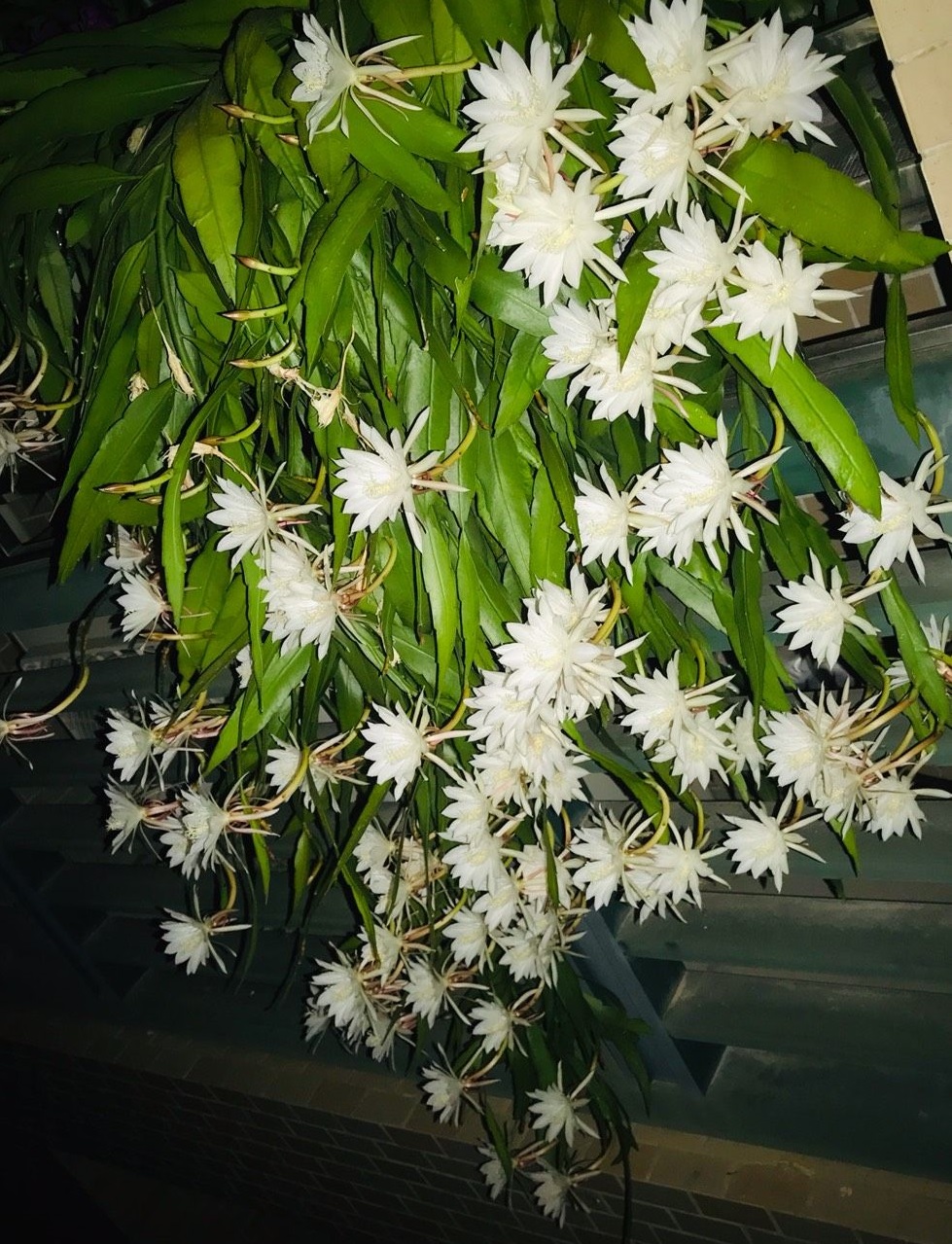 小叶昙花什么时候开花（小叶昙花百度百科）