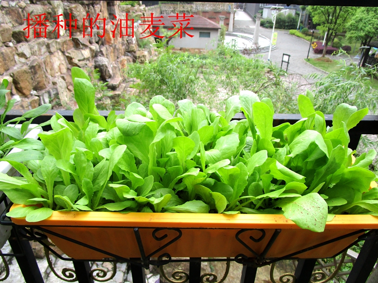 油麦菜是蔬菜吗 油麦菜是什么菜图片 微赚云博客