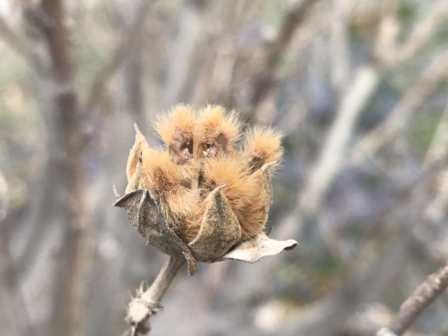 原创:隆冬时节,木槿果如小鸟,它还隐藏着如此多的故事