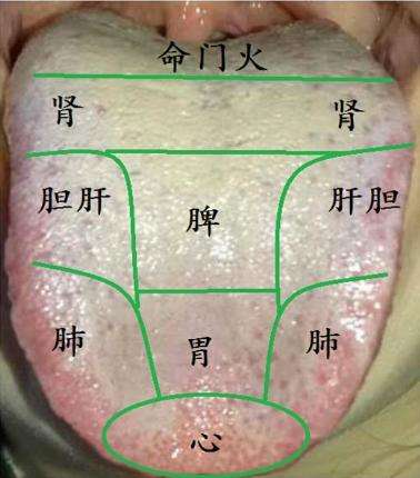 舌頭根部長肉顆粒圖片(手把手教您望舌識病情) - 赤虎壹號