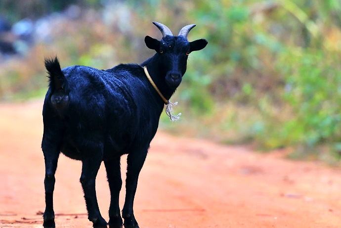 圈起来养的黑色财富——万宁东山羊