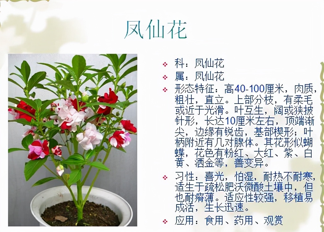 常见植物名称大全(认识常见的800种景观观花植物)