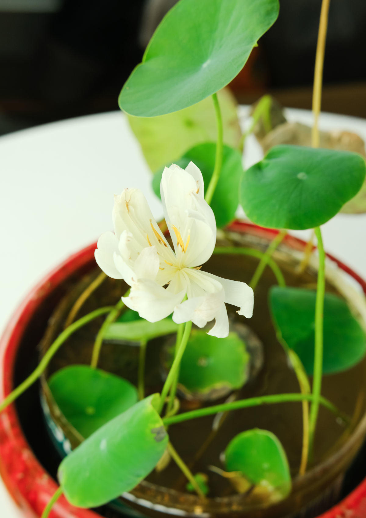 盆栽太累想水培,这4种植物,插水里好养活