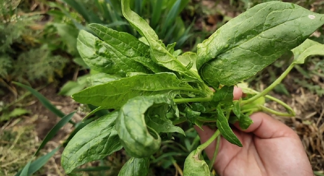 菠菜馅包子怎么调馅好吃（只需注意两点馅鲜香味美）