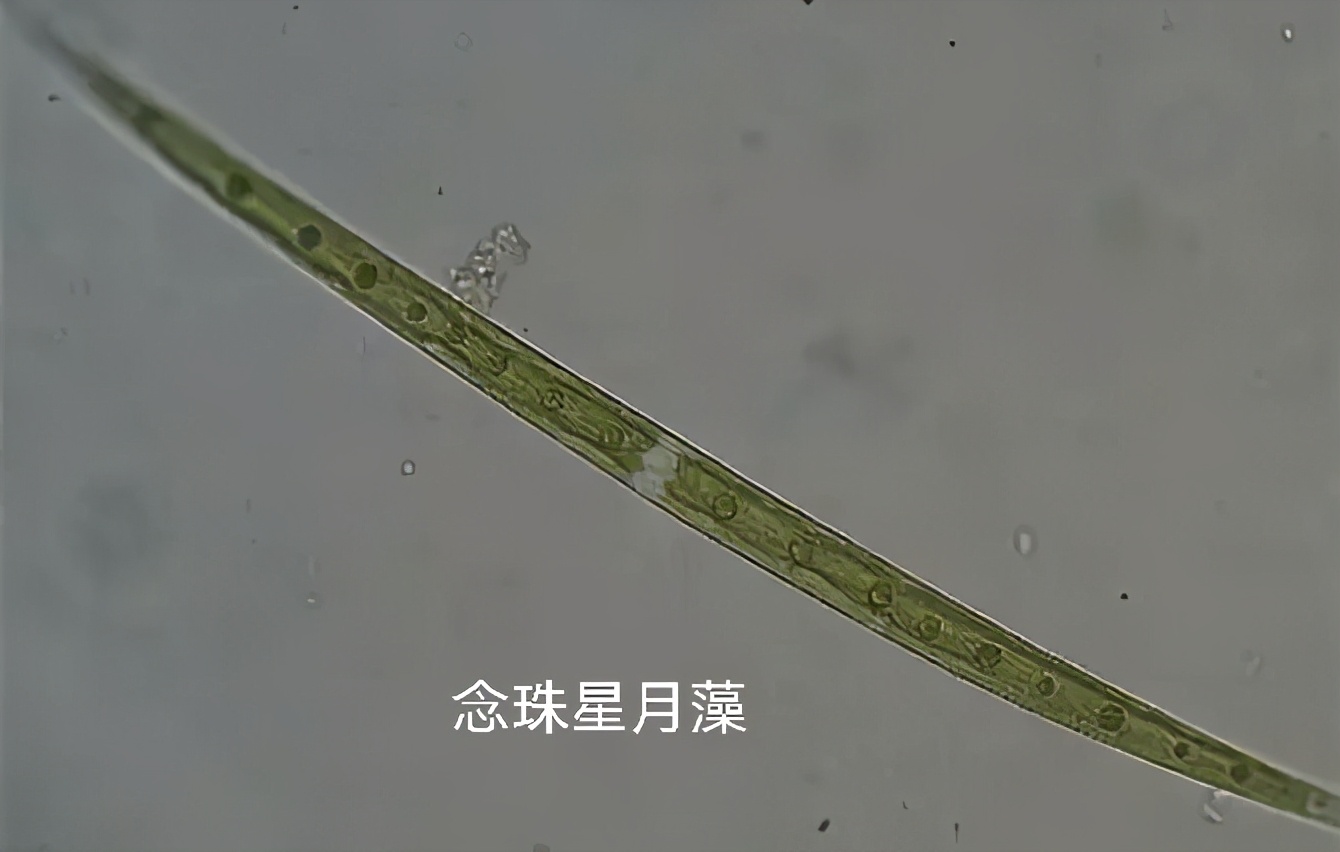 日本福岛隔离区，出现新型放射性杂交野猪，对人类有哪些危害？