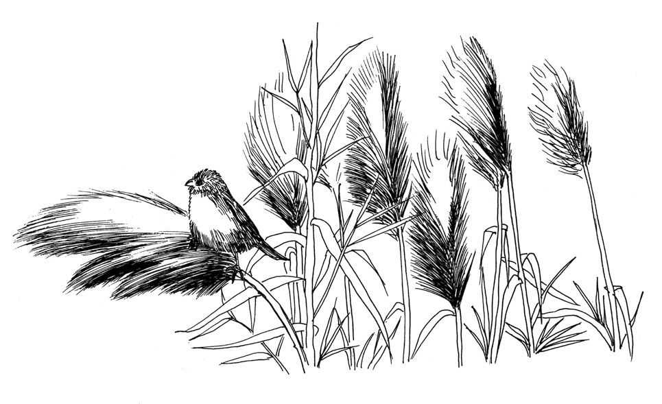 听说你不会画芦苇钢笔画，视界教你画芦苇，简单易学，快来临摹