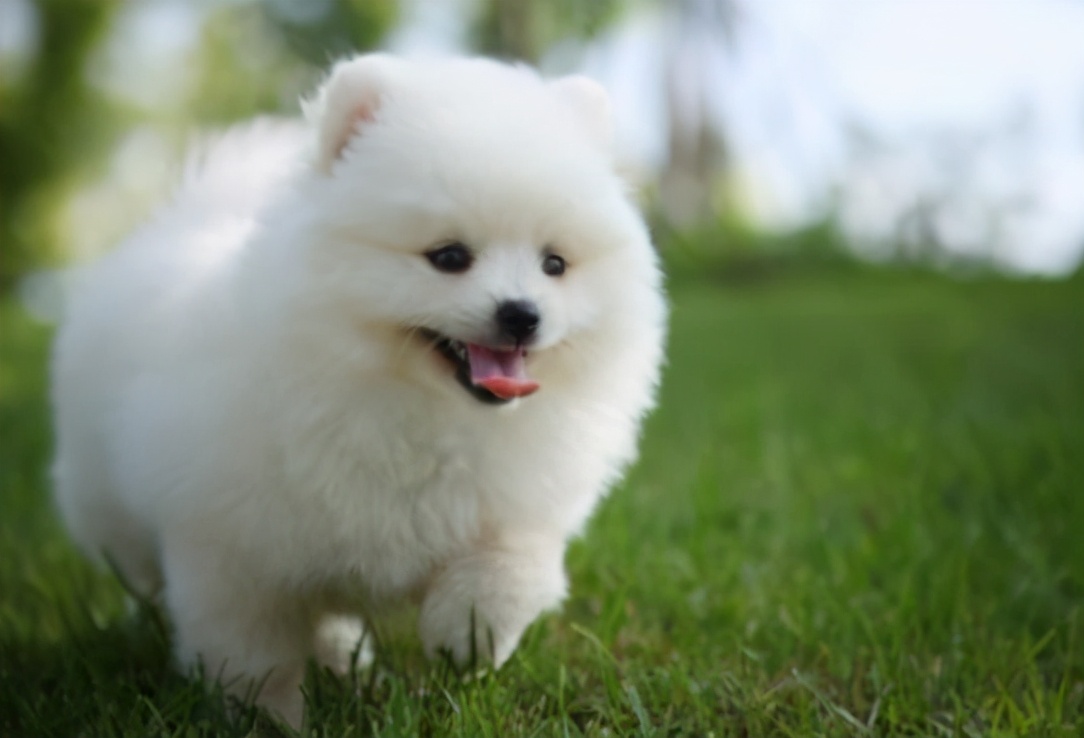 博美斗牛犬怎么养正确方法专业回答