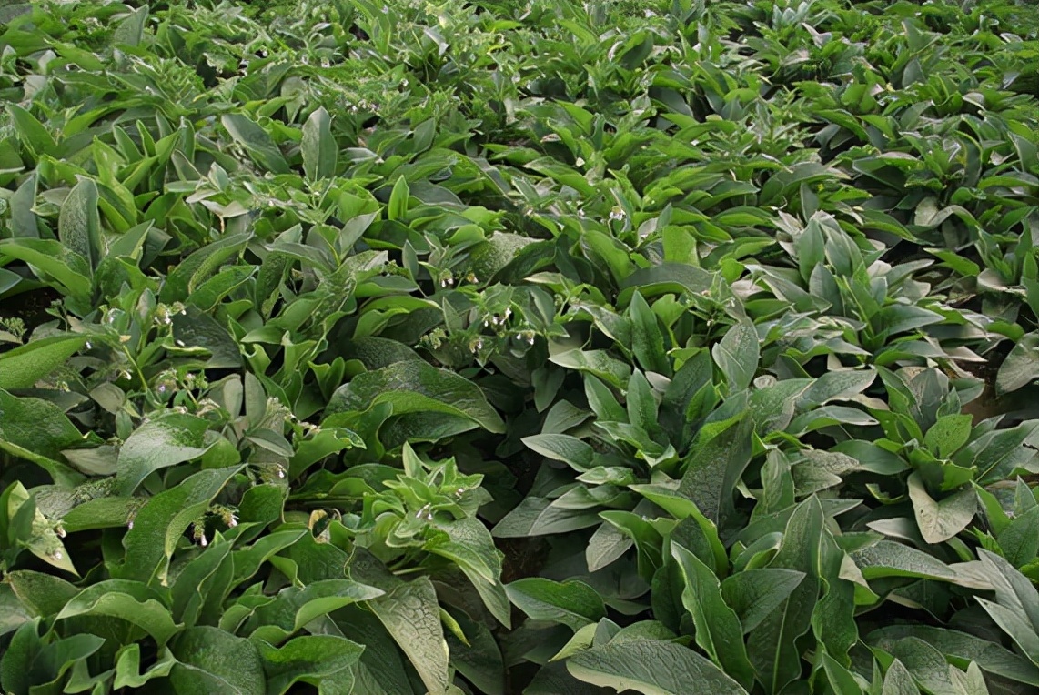 6種高產易種植的牧草，一年可收割多次，種1次可連著收10年