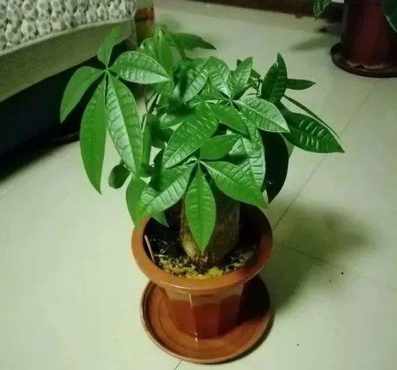 养杜鹃花关键在浇水上，学一招，省事还不用担心烂根！