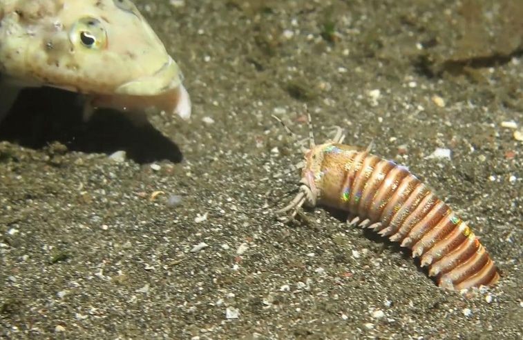 海洋蠕虫博比特：能把鱼瞬间撕裂，海洋中的地狱级杀手