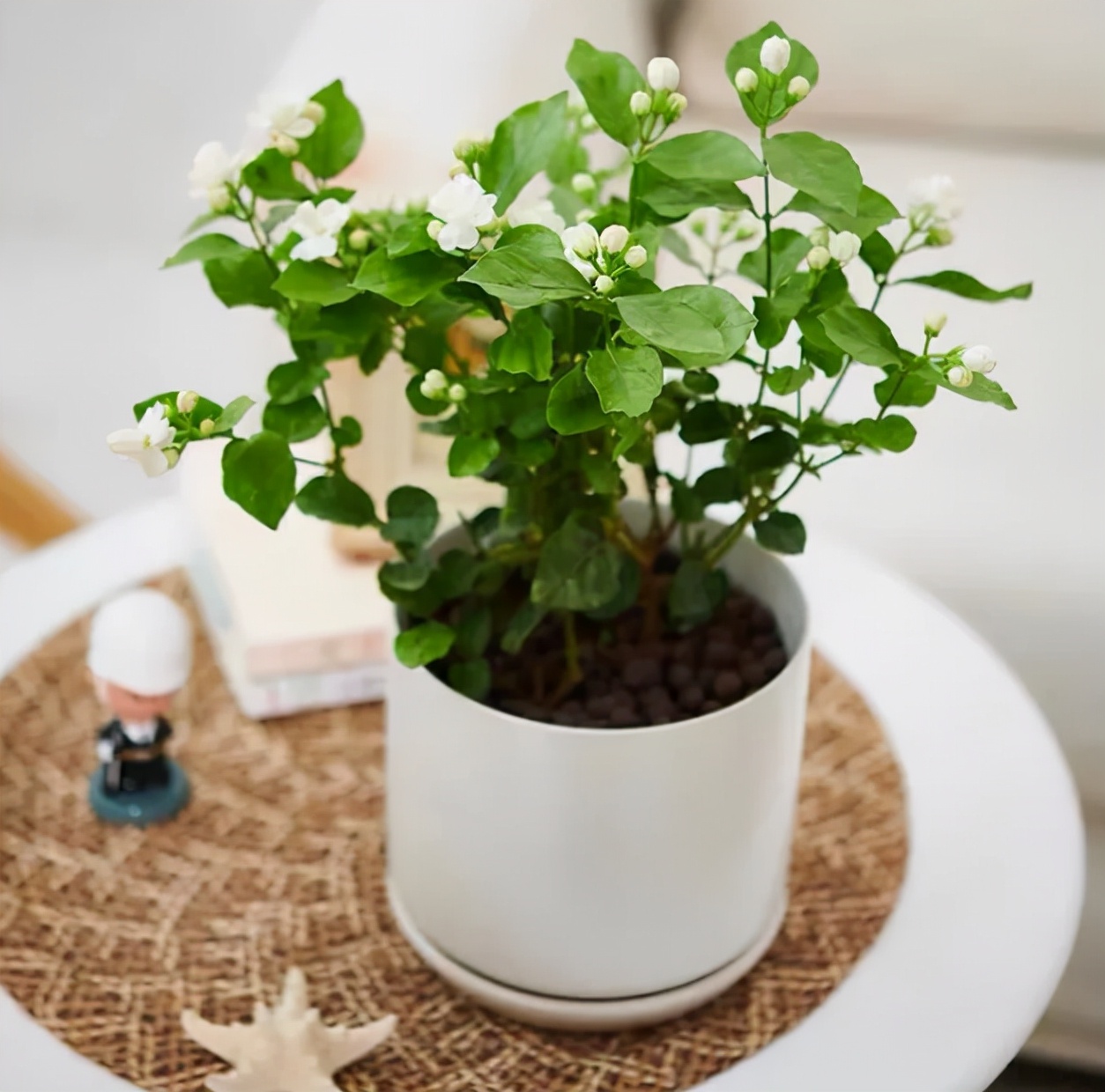 5种纯洁的白色花卉,看一眼就想养一盆