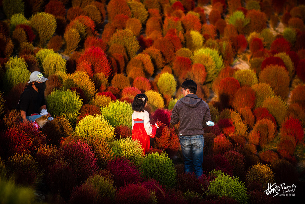 魔都賞秋，幾十萬棵掃帚苗組成的絢麗花海，奇特的景色很美很震撼