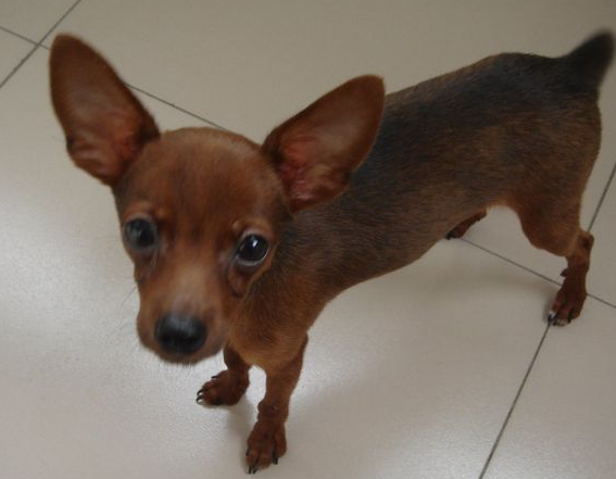 鹿犬图片(小鹿犬怎么养) - 赤虎壹号