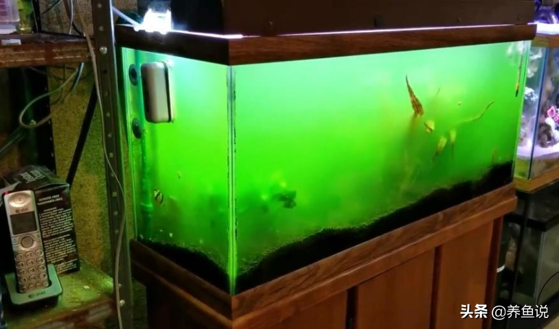 魚缸綠水克星，UV燈紫外線殺菌燈的使用方法，每天開燈多久？