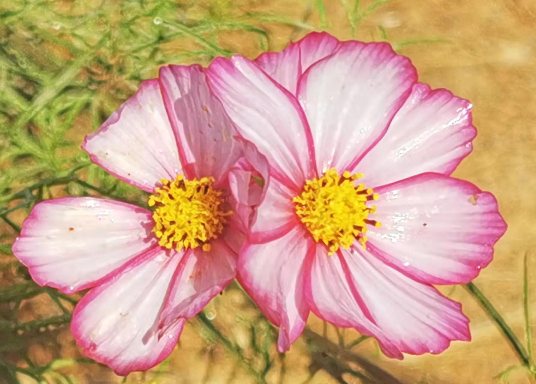 胡立强用华为手机拍摄（红花献给党）