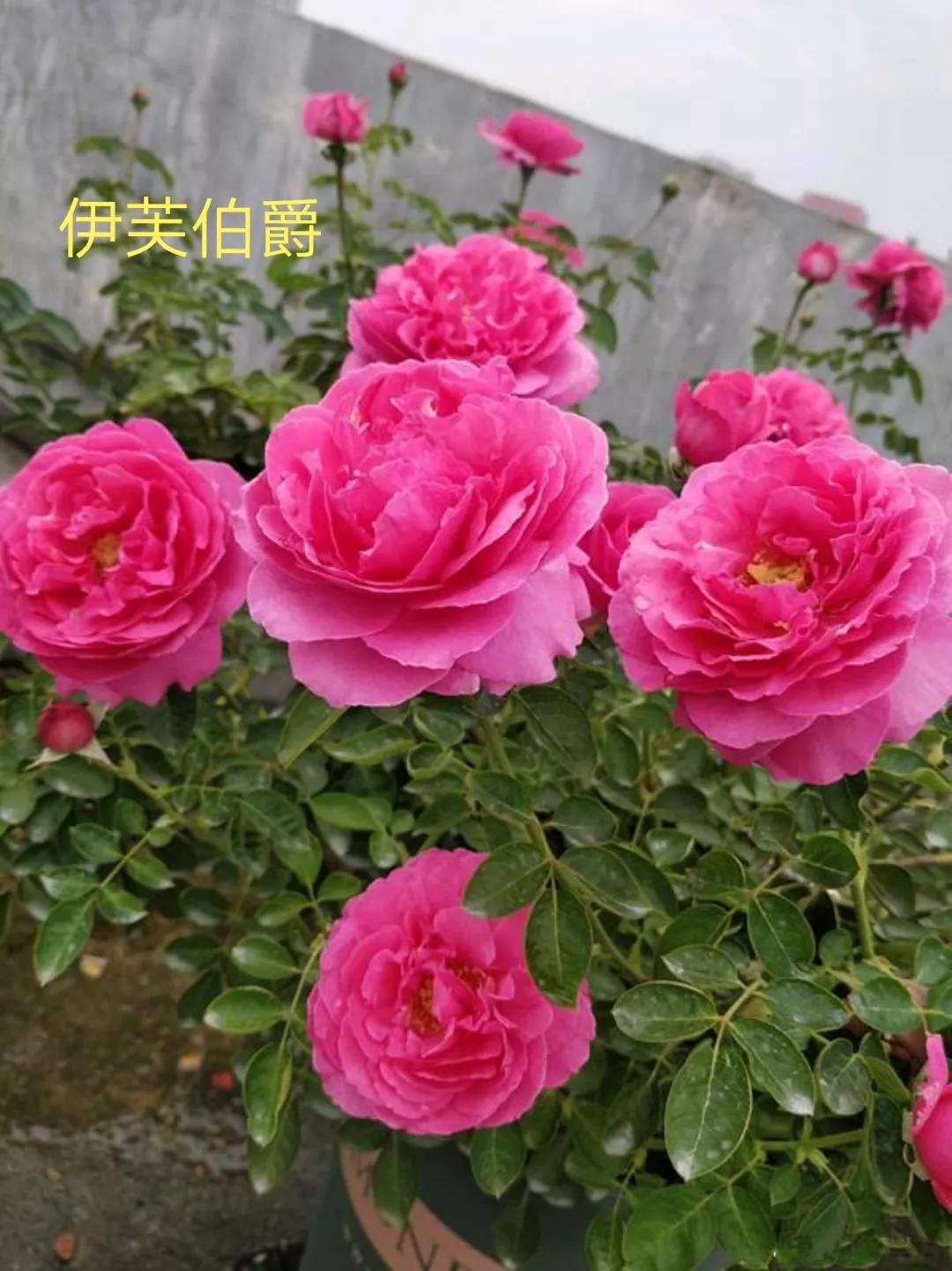 茶花女月季图片大全（常见切花月季品种一览）