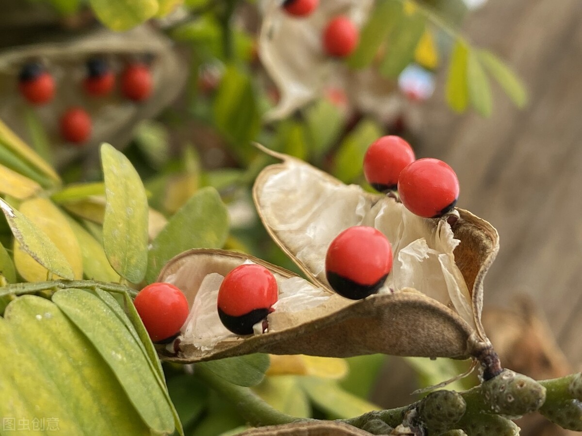 赤豆,相思子,海红豆或其它,哪一个才是王维寄托相思之情的红豆