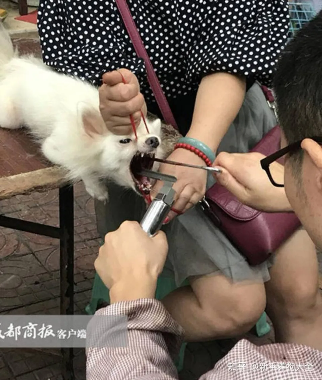 揭秘宠物手术:剪耳、断尾、声带切除,这些真的是为了它们好吗?