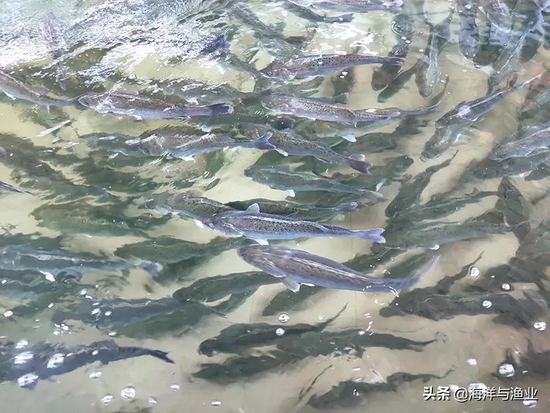 「加“油”广东渔业」佛山市：广东鲂有了标准化养殖示范区