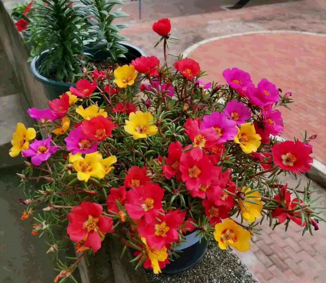 20种“懒人”花草，阳台客厅必备，好养好看，还能净化空气